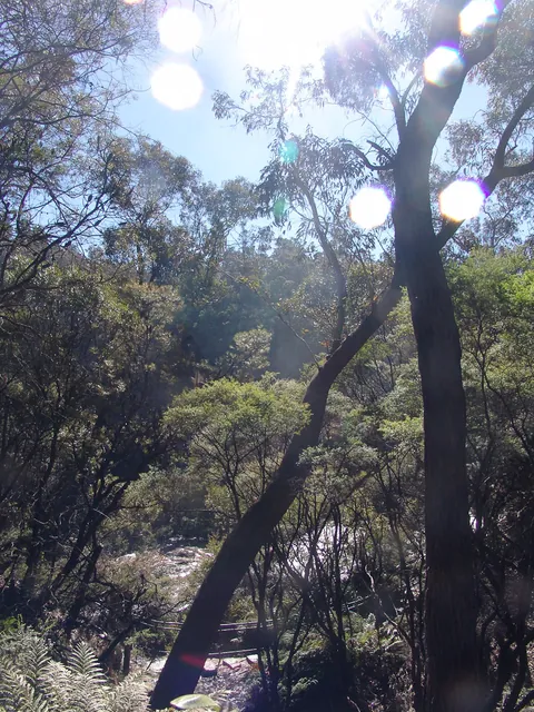 Blue Mountains — photograph 21