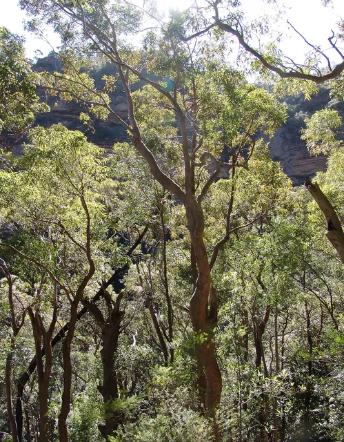 Reaching the eucalyptus trees at the bottom