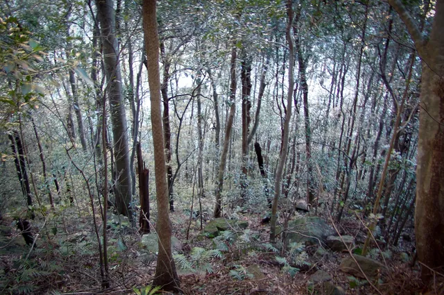 The forest is pretty dense. It's easy to see how people have got lost in here and completely disoriented