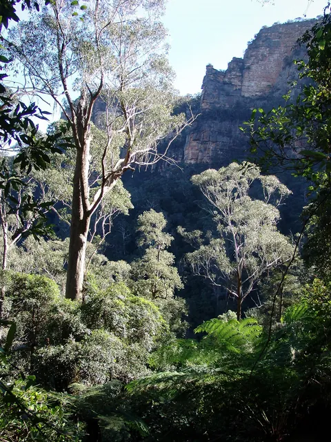 We continue the trek along Wentworth Pass on the forest floor