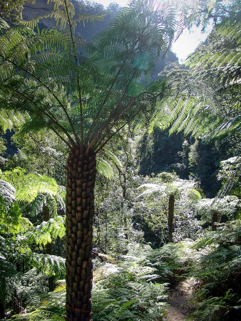 Loads of ferns. I love them