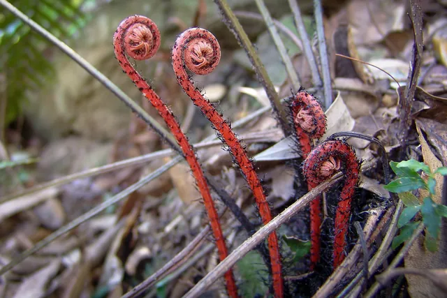 Some pretty fern fronds on the floor if you keep an eye out for them