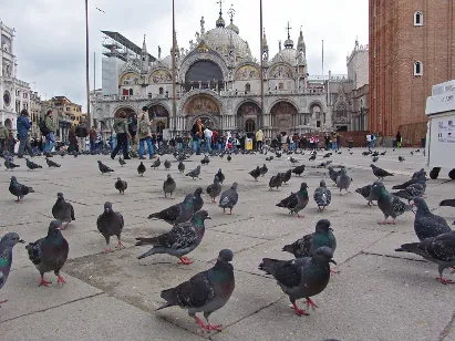 More like a pigeon feeding fairground if you ask me
