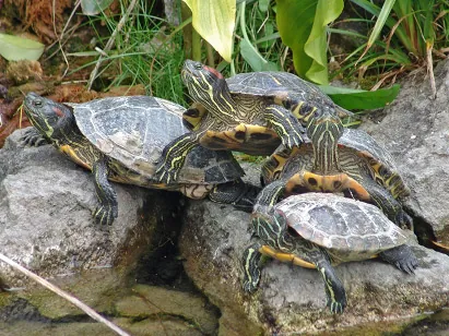 Gill's previous pets, Red-Eared Terrapins, found doing an acrobatic stunt in Venice's Giardini Pubblici