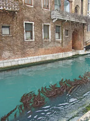 Some strange seaweed in the turquoise canal waters