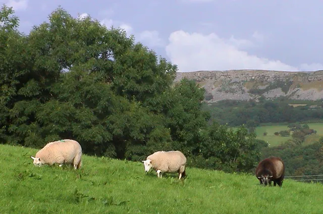Sheep are plentiful in Wales