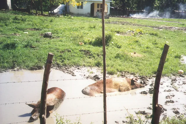 Dominican Republic — photograph 15