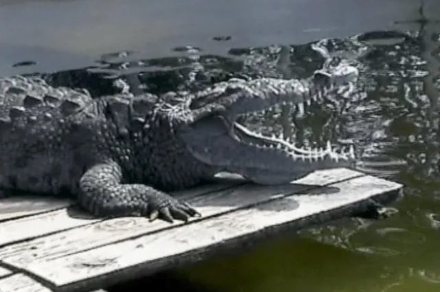 Everglades — photograph 1