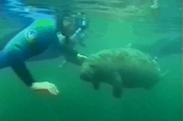 Crystal River Manatees — photograph 1