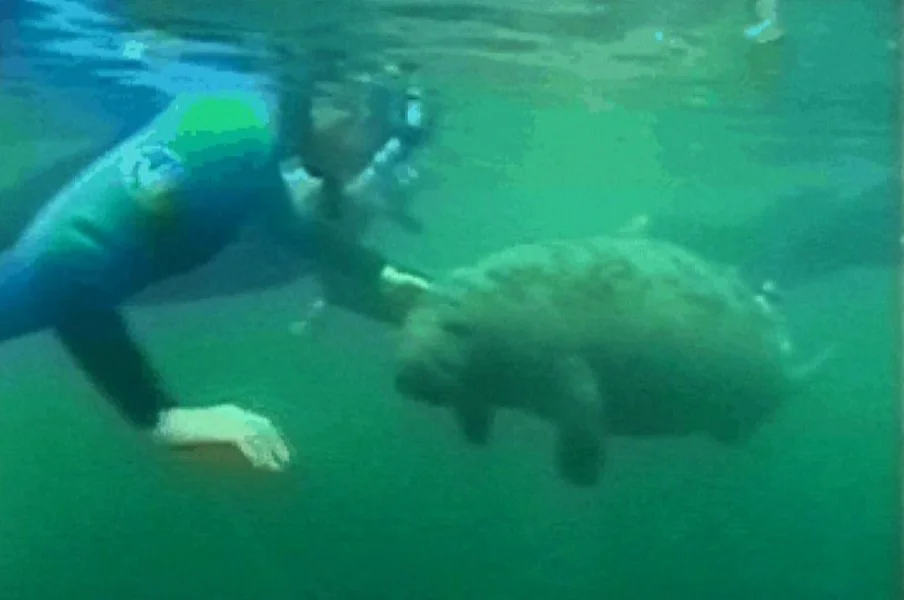 Crystal River Manatees