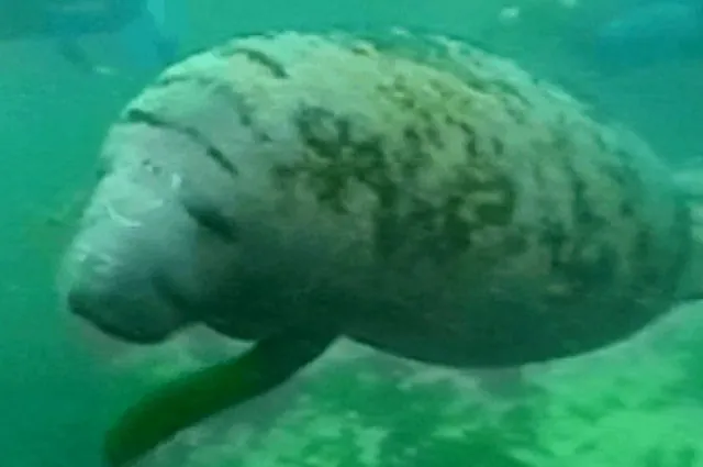 Crystal River Manatees — photograph 2