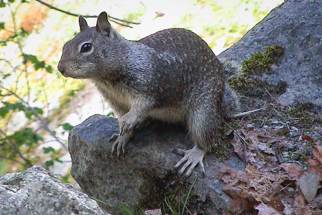 Yosemite National Park — photograph 12