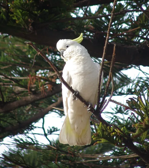 Lots of sulphur crested cockatoos in NSW. Very exotic for us visiting pommies, but common throughout the state, especially near tourist feeding areas