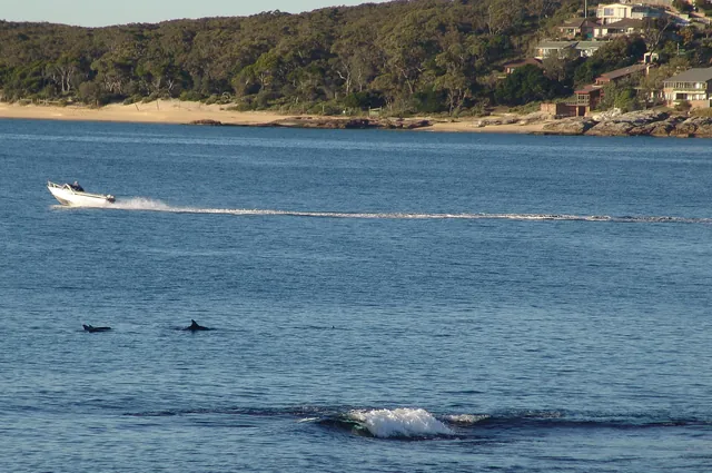Dolphins swimming into the bay one morning on our walk. Pretty special.