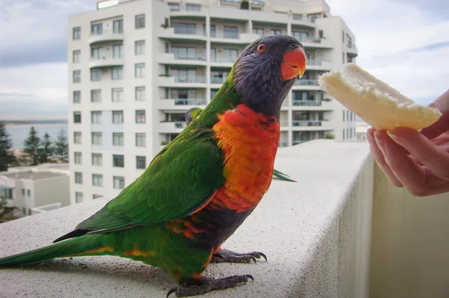 Other birdy visitors included rainbow lorikeets ... Gill got told off eventually by the neighbours for feeding them