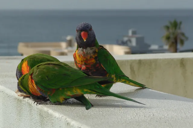 Lorikeets enjoying a snack which *miraculously* appeared on our balcony ledge