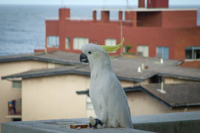 A cockatoo enjoying a stray slice of bread close to my camera (blame Gill)