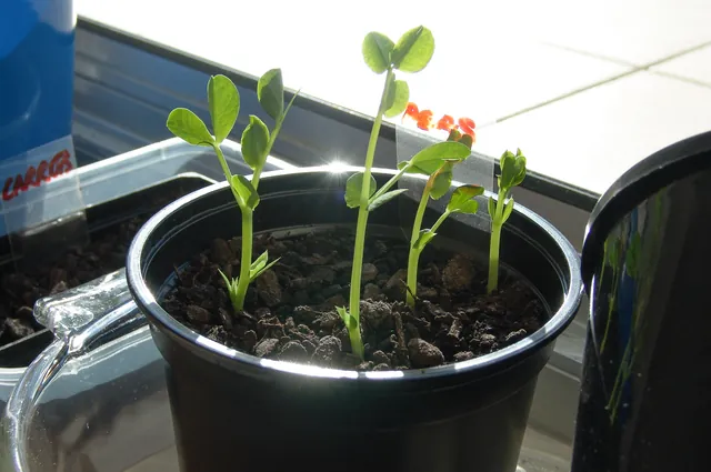 We grew a small vegetable bed on the balcony (in honour of the excellent River Cottage series). Only partial success achieved. A lot of watering needed.