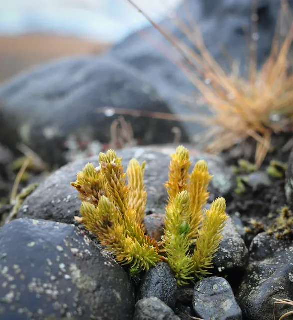 Jokulsarlon — photograph 33