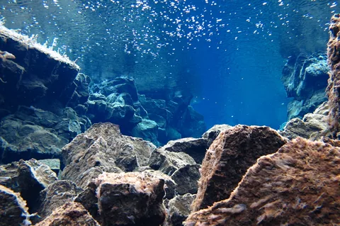 Most of the dive was quite shallow with occasional drops down into the trenches