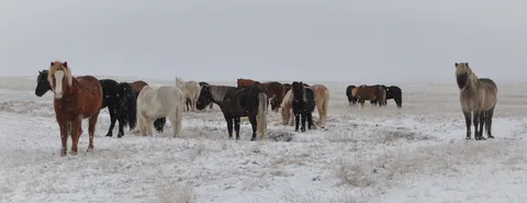 I was hoping to see some classic examples of Icelandic Horses, and had to handbrake when I saw this herd