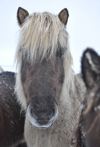 "Why the long face?"
