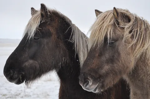 My favourite of the horsey shots (apart from Gill feeding one some grass and hanging out of its mouth)