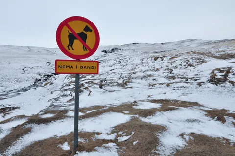 No pooches? But we love dogs