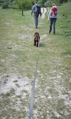 My typical view of the dog (in controlled mode)