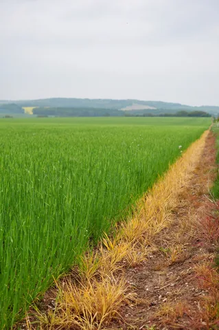 The Ridgeway — photograph 101