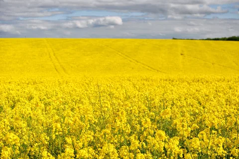 Yellow-city
