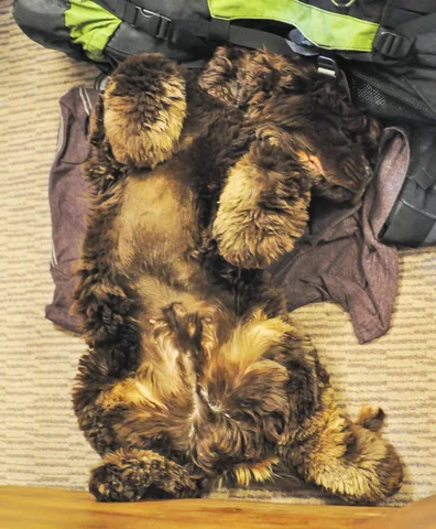 Barney's sleeping pose in the B&B