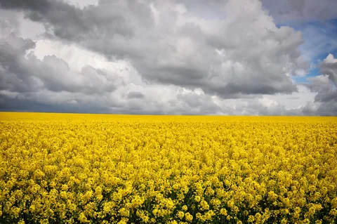 Moody clouds over a huge field of rapeseed