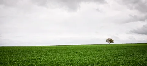 Nice vista