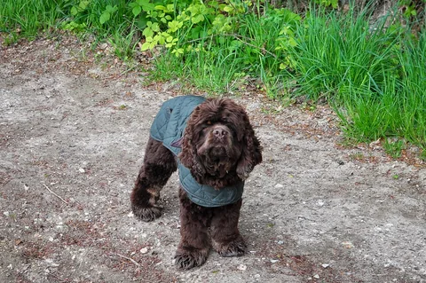 Barney in his posh Barbour jacket :)