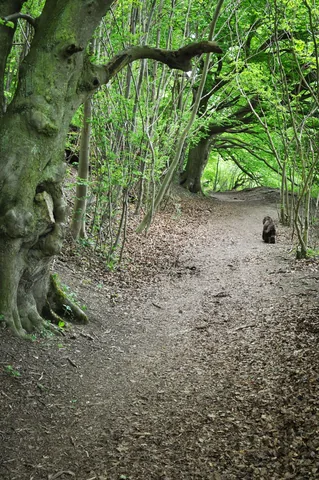 The Ridgeway — photograph 16