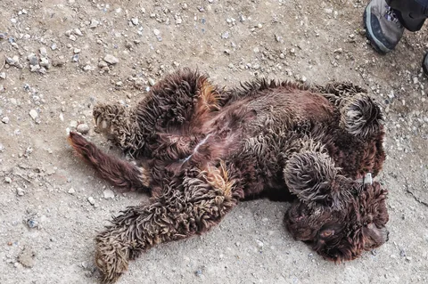 That is one mucky dog! "Somebody" is going to be getting a bath when we reach the next lodgings