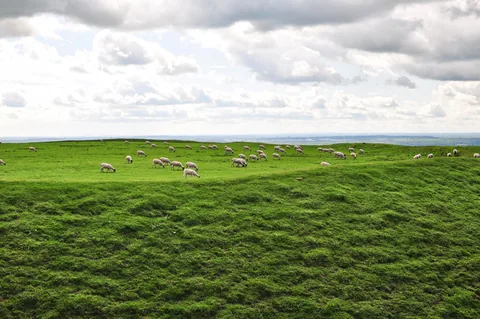 Sheep atop the old Uffington Castle site