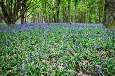 After a harsh winter, the bluebells were out in force in May. Fantastic!