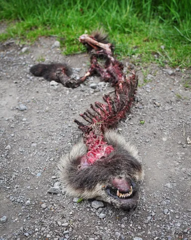 Grizzly