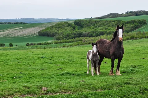 The eyes on the mother horse were very unusual