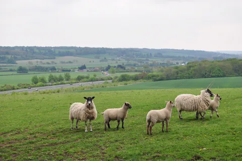 The Ridgeway — photograph 22
