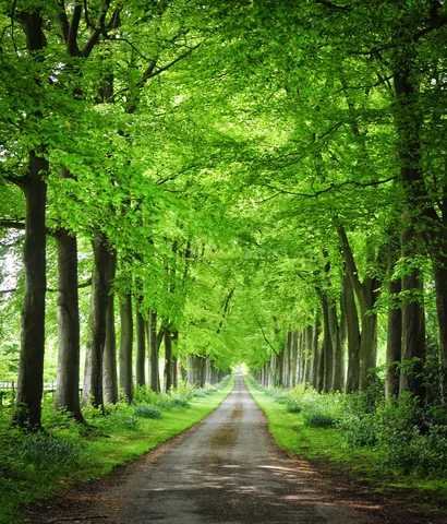 Loved this tree-lined avenue as we approached Wendover