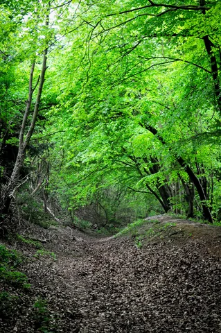 The Ridgeway — photograph 33