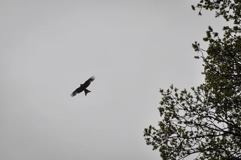 We weren't sure what these birds were at first, but then later discovered they are red kites