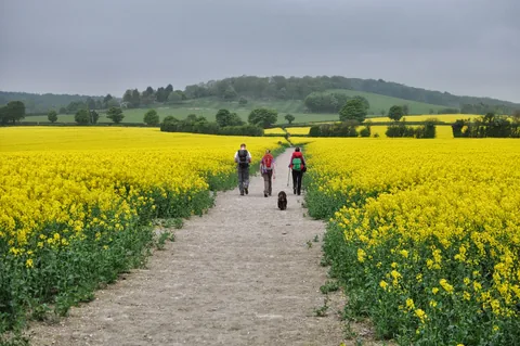 How glorious is that? Rapeseed in full bloom