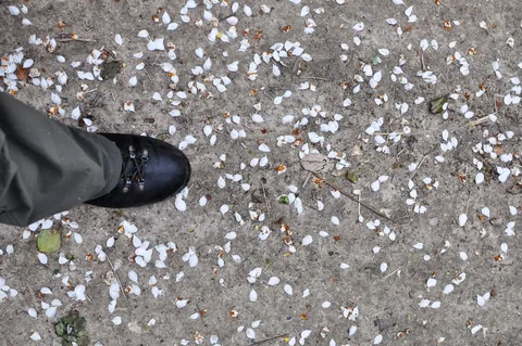 Blossom petals under foot. Nice