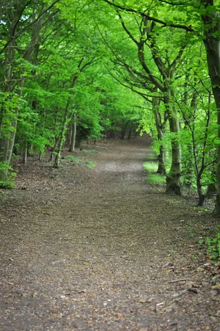 The Ridgeway — photograph 78