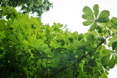 Big sycamore leaves