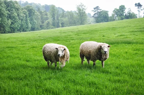 That sheep on the right looks properly pitbull
